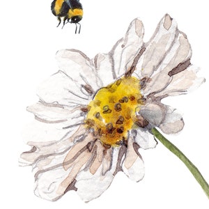 Daisy and Bee Prints, Set of Two, Daisy Floral Prints, Flower Wall Art, Daisy Flower Wall Art, Home Gift, Floral Living Room/Bedroom Prints image 5
