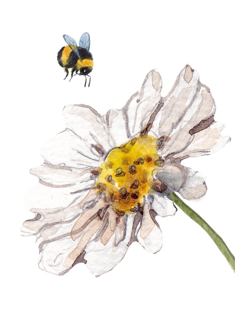 Daisy and Bee Prints, Set of Two, Daisy Floral Prints, Flower Wall Art, Daisy Flower Wall Art, Home Gift, Floral Living Room/Bedroom Prints image 5