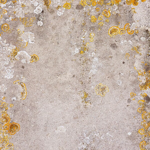 Natural stone texture with Lichen. High resolution digital background, Photoshop overlay, photo background texture. DOWNLOAD