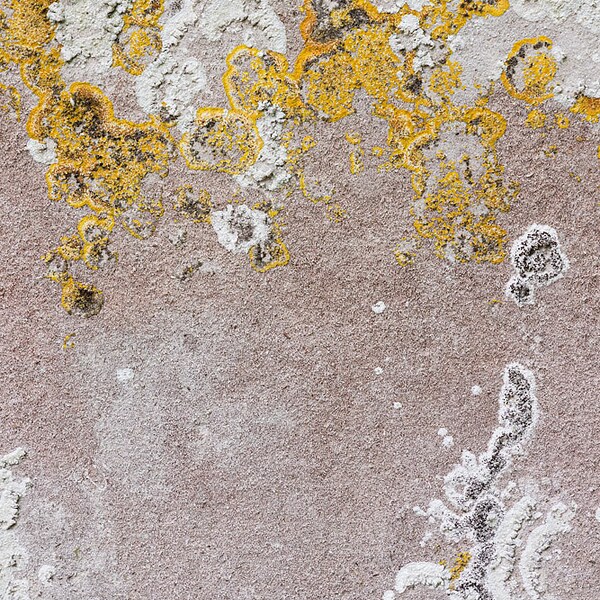 Photograph of a natural stone texture with Lichen. High resolution digital background, Photoshop overlay, photo background texture. DOWNLOAD