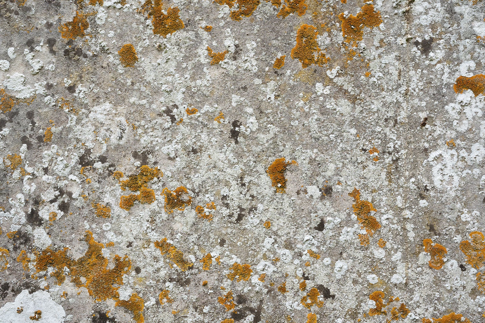 Photograph of a Natural Stone Texture With Lichen. High Resolution ...