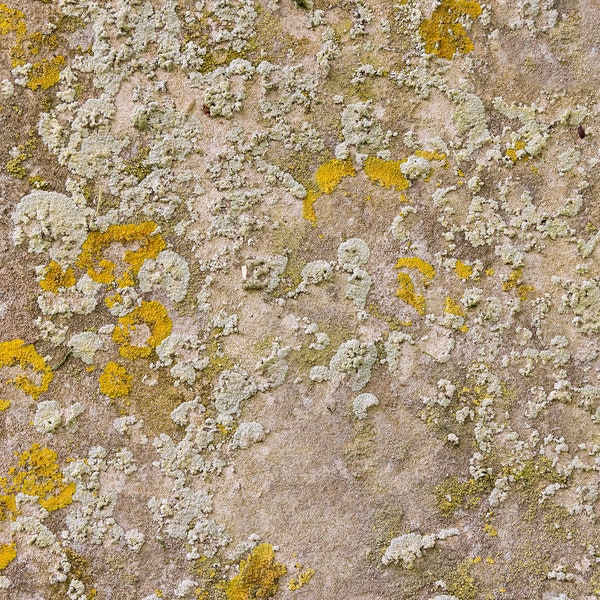 Photograph of a natural stone texture with Lichen. High resolution digital background, Photoshop overlay, photo background texture. DOWNLOAD