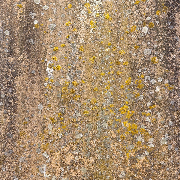 Photograph of a natural stone texture with Lichen. High resolution digital background, Photoshop overlay, photo background texture. DOWNLOAD