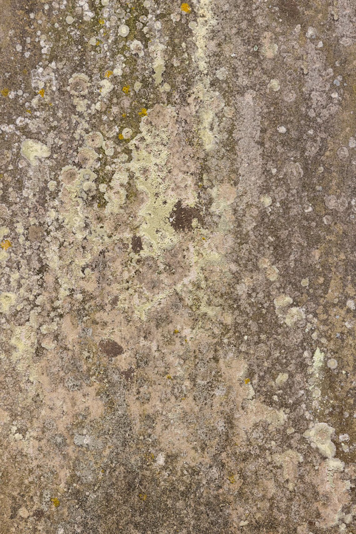 Photograph of a Natural Stone Texture With Lichen. High Resolution ...