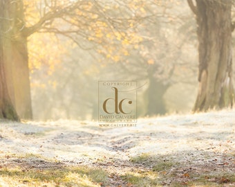 Landscape Background Frosty Winter Wood Scene. Photoshop background Wallpaper. DIGITAL DOWNLOAD