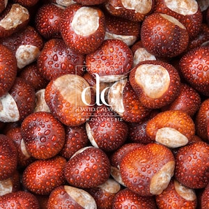 Conkers with water droplets. High resolution digital background to download.