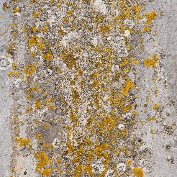 Photograph of a natural stone texture with Lichen. High resolution digital background, Photoshop overlay, photo background texture. DOWNLOAD