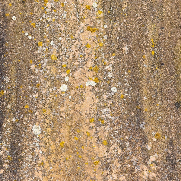 Photograph of a natural stone texture with Lichen. High resolution digital background, Photoshop overlay, photo background texture. DOWNLOAD