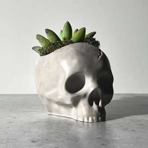 May include: A white ceramic skull planter with a small succulent plant growing out of the top.