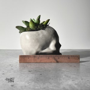 May include: A white ceramic skull planter with a succulent plant growing out of the top. The planter is sitting on a wooden ruler.