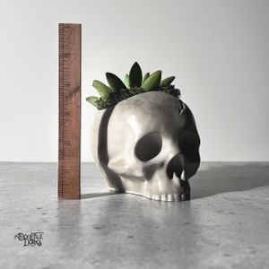 May include: A white ceramic skull planter with a green succulent plant growing out of the top. The skull has a crack on the side and is sitting on a gray surface.
