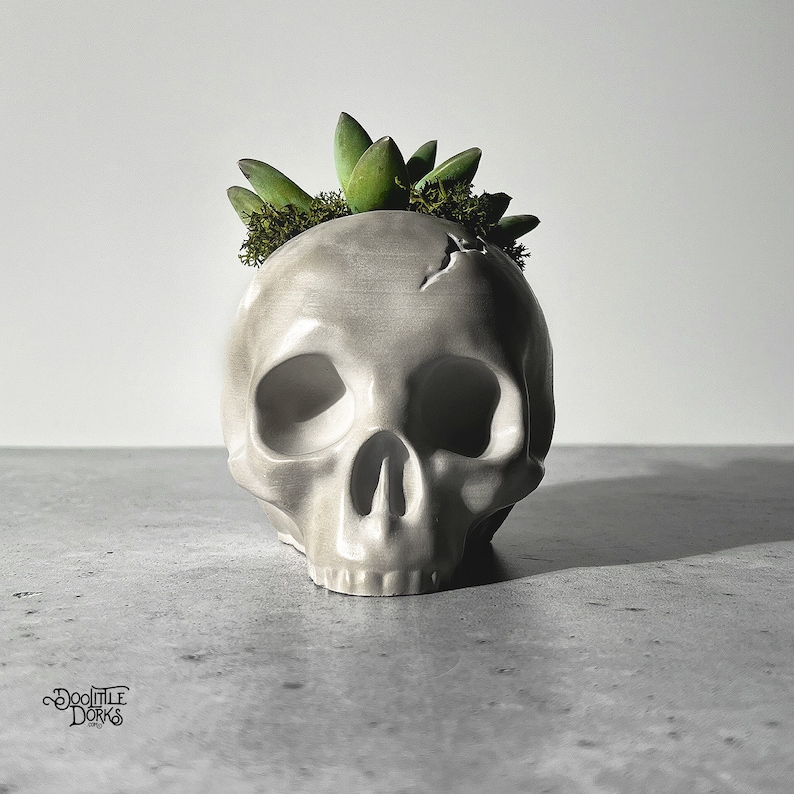 May include: A white ceramic skull planter with a small succulent plant growing out of the top. The skull has a crack on the forehead.