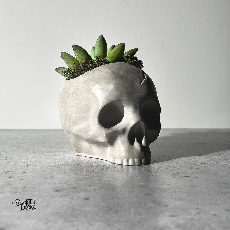 May include: A white ceramic skull planter with a small succulent plant growing out of the top.