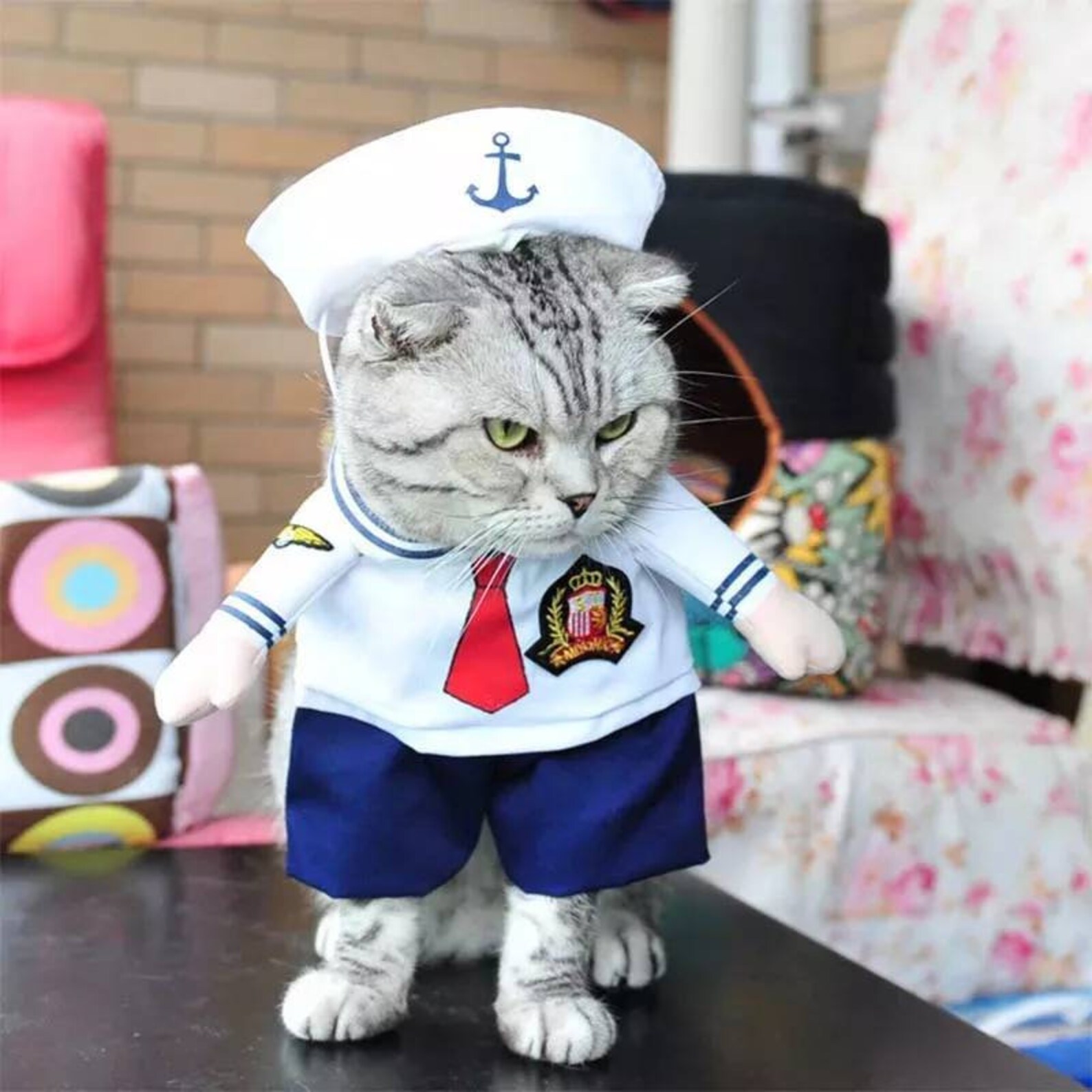 Cat Sailor Fancy Dress Costume Pet Fancy Dress Dog sailor Etsy
