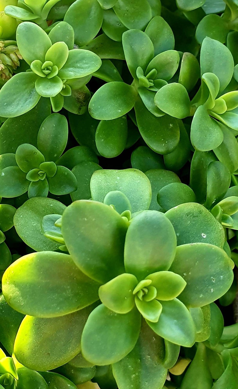 Sedum Kimnachii: Care And Propagation Guide