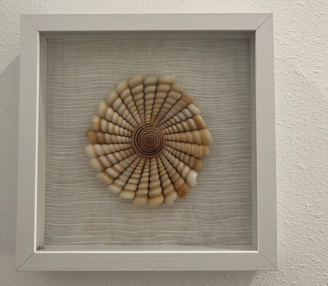 Shell Art Framed, Shell Frame Gift for Friend, Beach Art, Gift/beach