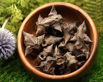 Devil's Pods / Bat Nuts seed pods