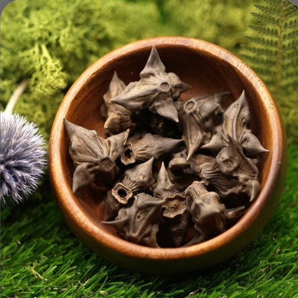 Devil's Pods / Bat Nuts / Seed Pods / Natural Curio / Cabinet of Curiosities