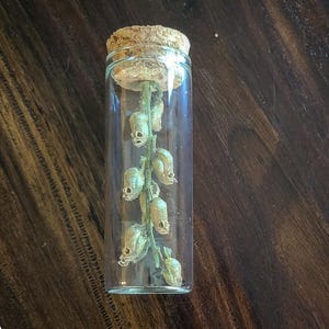 Snapdragon Skulls / Natural Seed Pod / Cabinet of Curiosities
