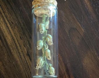 Snapdragon Skulls / Natural Seed Pod / Cabinet of Curiosities
