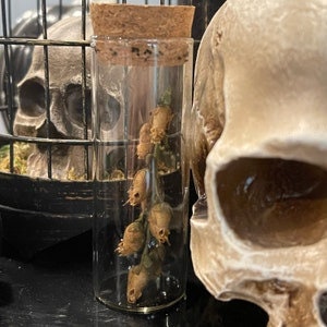 Snapdragon Skulls / Natural Seed Pod / Cabinet of Curiosities