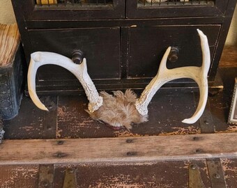 Deer Antlers Small Rack - real with fur