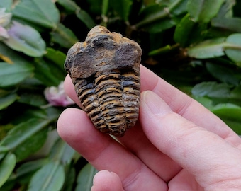 Trilobite Fossil - natural curiosity