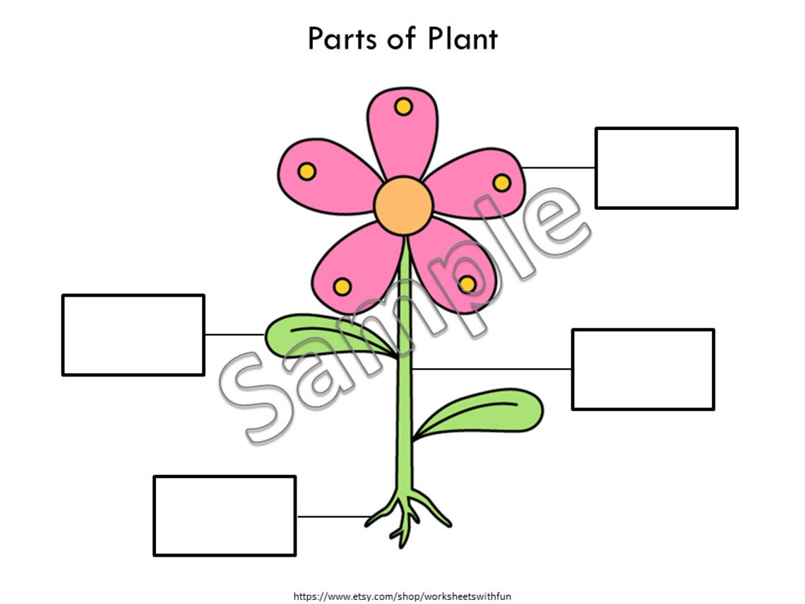 Parts Of A Plant Types Of Plant Busy Book Plant Unit Etsy