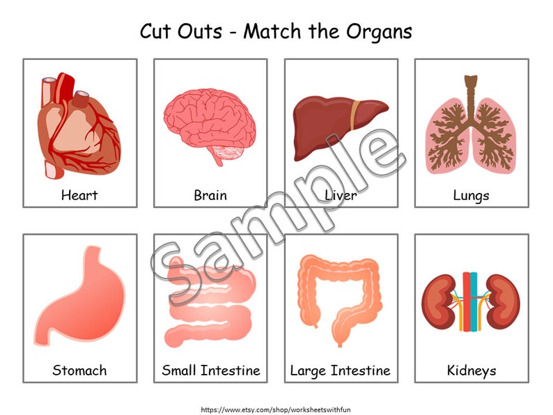 Human Organs Matching Activity for Preschoolers Kindergarten Etsy