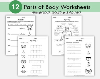 Hojas de trabajo sobre el cuerpo humano: Actividades para preescolar y jardín de infancia (Descarga en PDF)