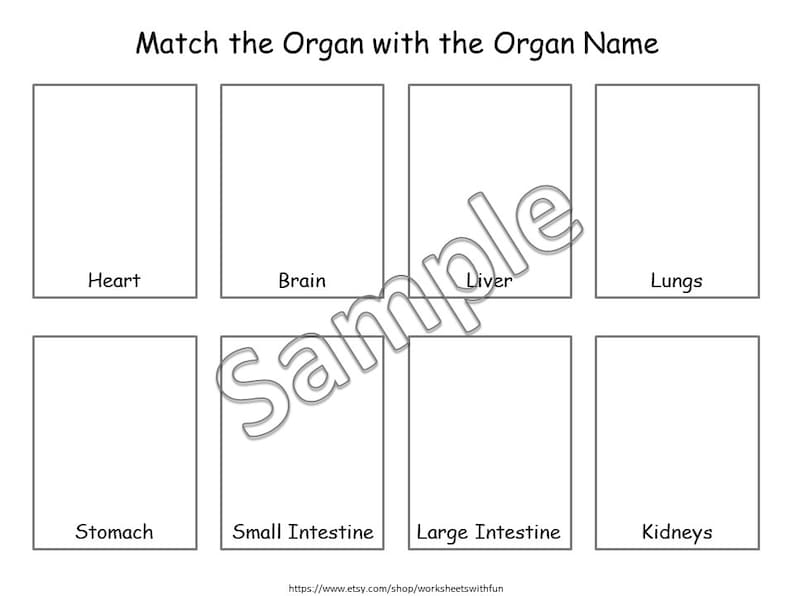 Human Organs Matching Activity for Preschoolers Kindergarten Etsy