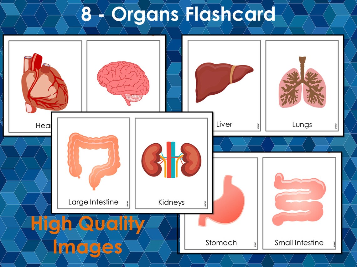 Organs Picture Flash Cards Printable Human Organs Flashcards Etsy