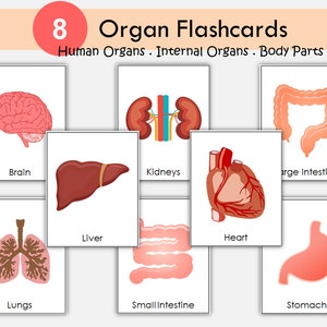 Flashcards sobre órgãos para imprimir, Conjunto de flashcards sobre órgãos humanos para crianças em idade pré-escolar, Órgãos internos do corpo, Órgãos do corpo humano, Aula de ciências para crianças