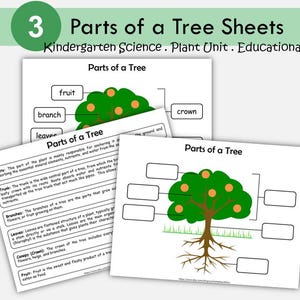 Parts of a Tree, Basic Anatomy of a Tree, Tree Unit Study, Kindergarten Science, Preschool Printable, Nature Study, Homeschool