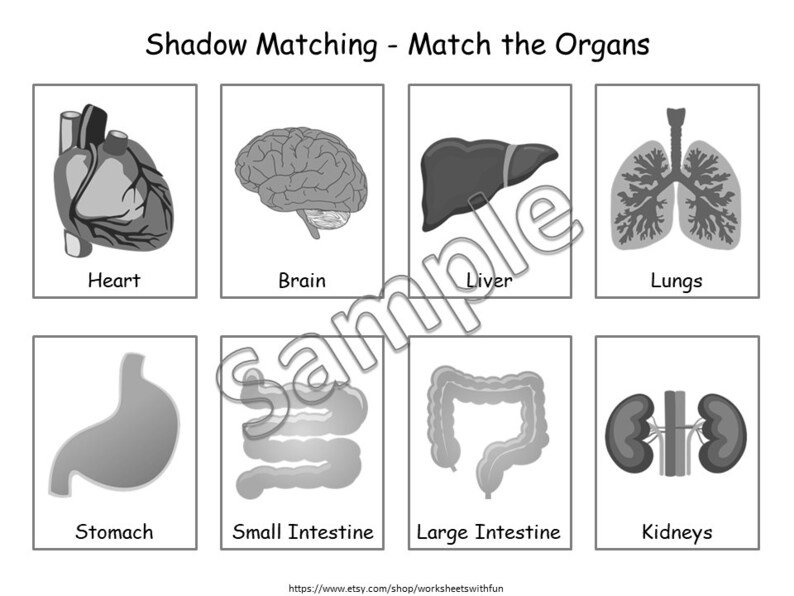 Human Organs Matching Activity for Preschoolers Kindergarten - Etsy