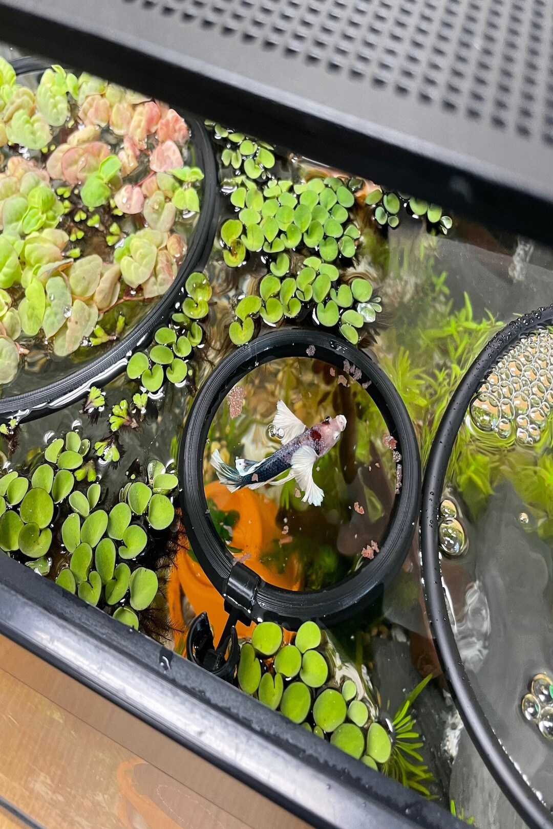 aquarium-floating-plant-corral-including-rigid-plastic-etsy