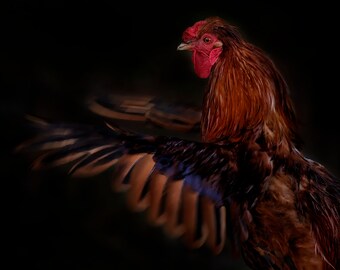 RUNNING ROOSTER