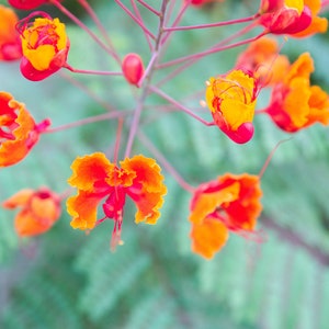 Red Bird of Paradise
