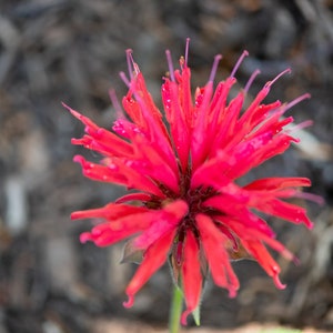 Scarlet Beebalm