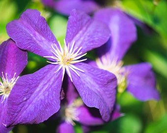 Purple Clematis