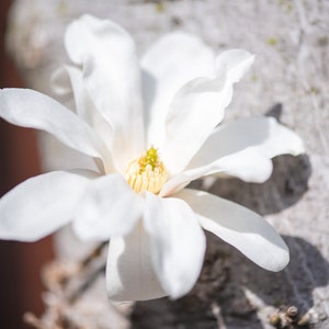Star Magnolia