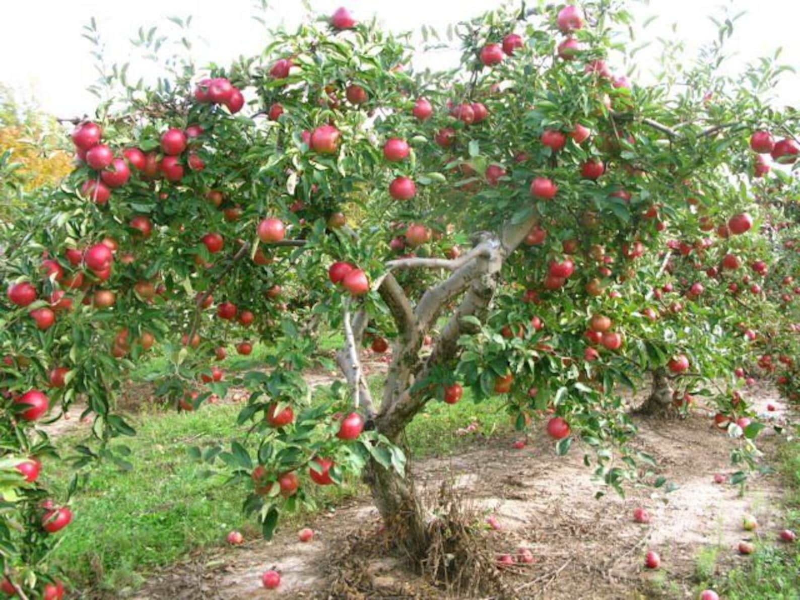 Mcintosh & Pink Lady Apple Tree Package Etsy