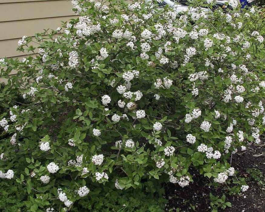 Juddii Viburnum Package Etsy