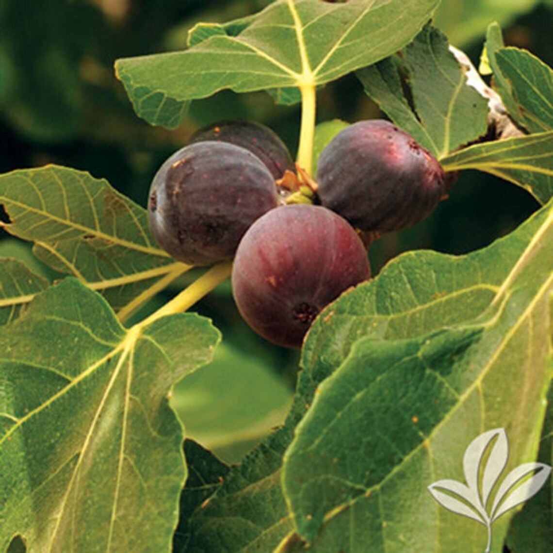 Lemon Fig & Brown Turkey Fig Tree Package Etsy