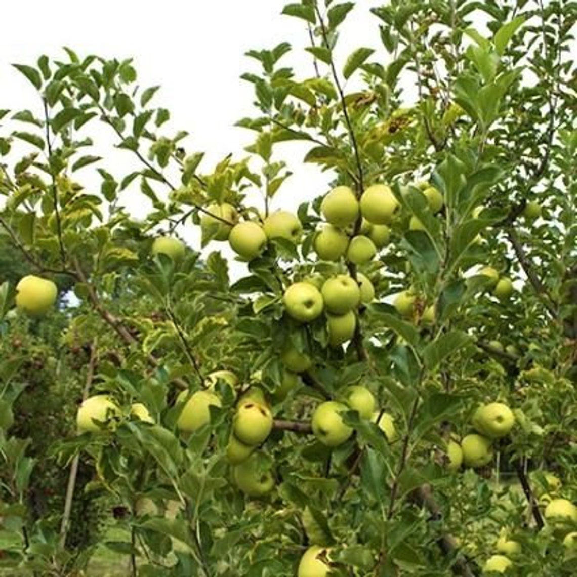 Cortland & Yellow Delicious Apple Tree Package Etsy