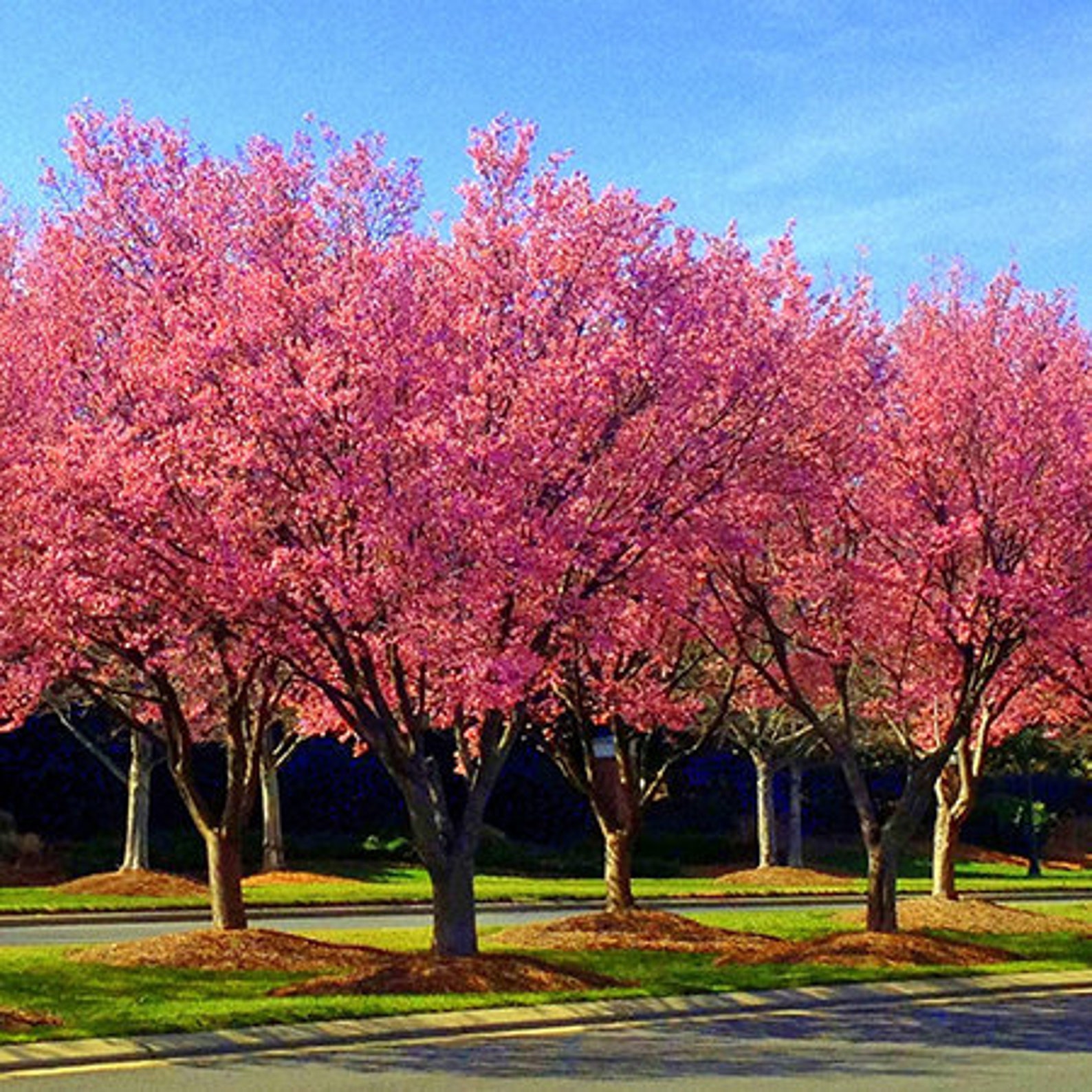 Okame Flowering Cherry Tree Package | Etsy