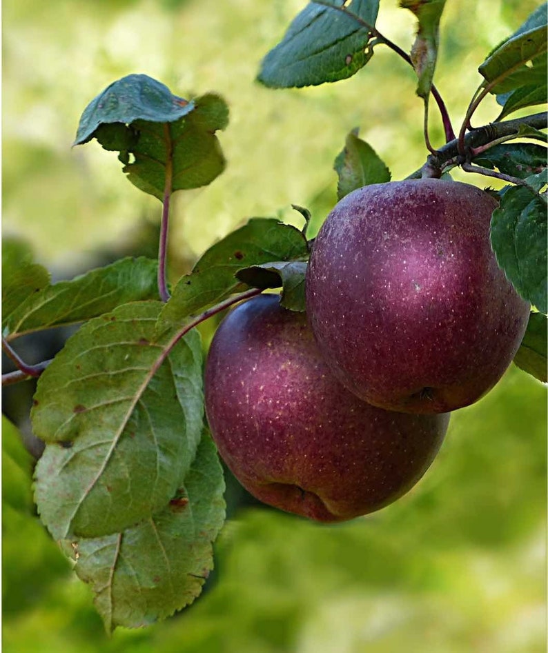 Arkansas Black & Red Rome Apple Tree Package Etsy