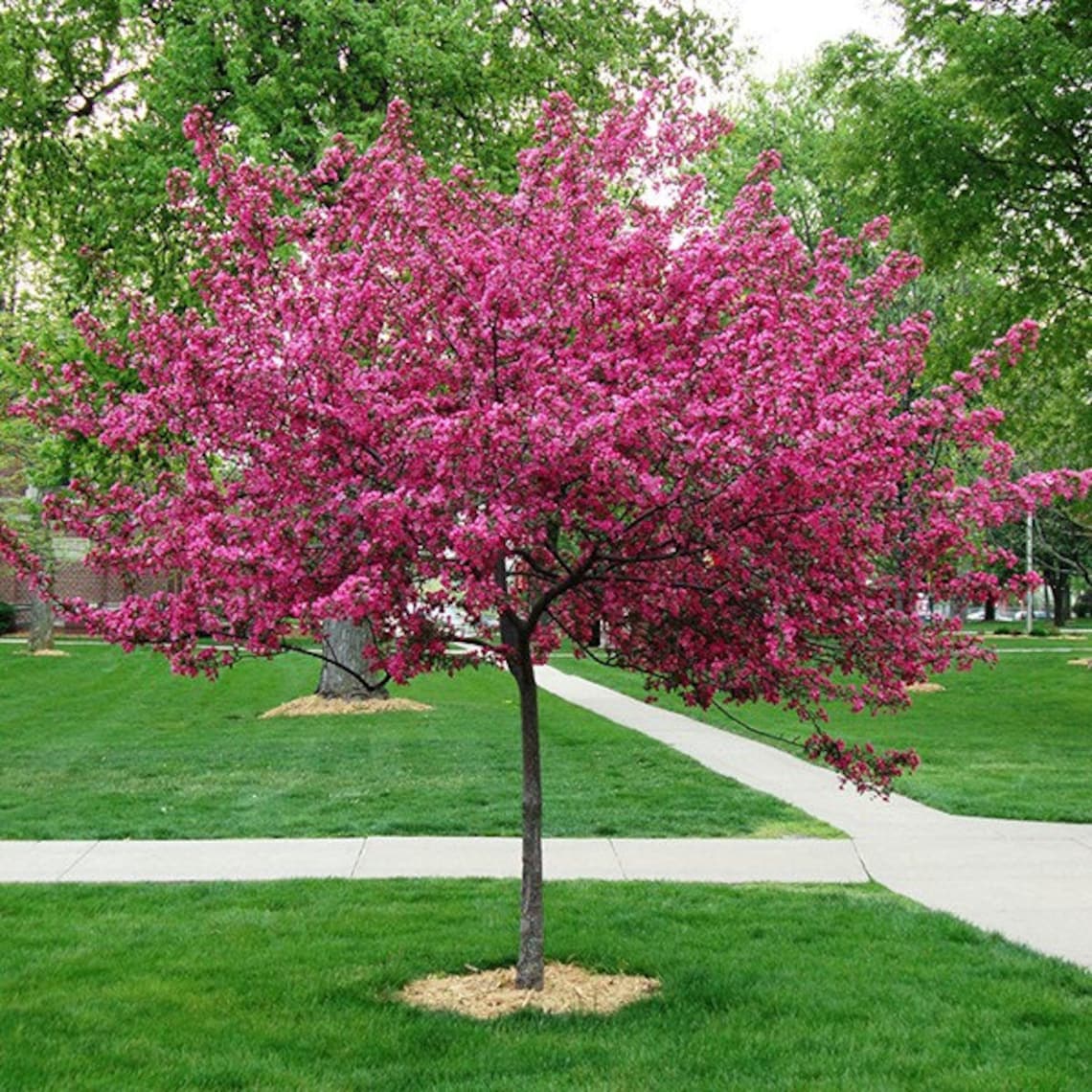 Яблоня Malus Royalty
