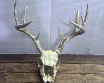 Large Whitetail Deer Skull with Antlers Man Cave Decor