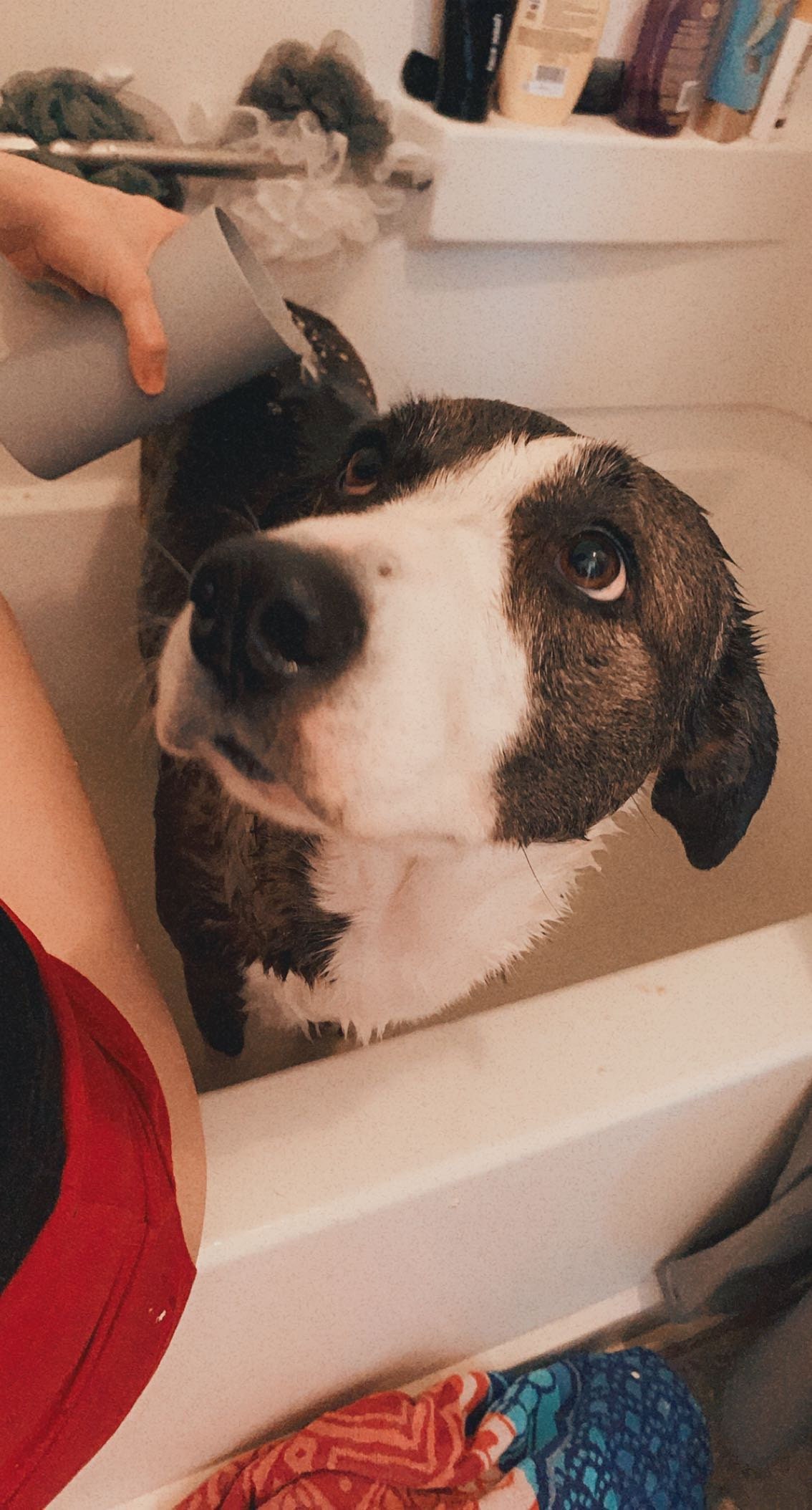 Dog skin care dog bath product bath bomb pet products | Etsy